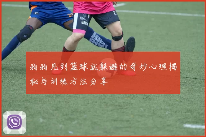 狗狗见到篮球就躲避的奇妙心理揭秘与训练方法分享
